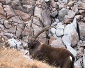 Caprocorn (Capra ibex)