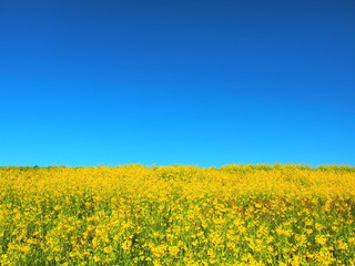 Obraz premium 土手に咲く菜の花と青空