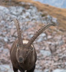 Caprocorn (Capra ibex)