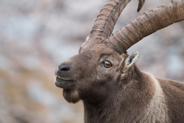 Caprocorn (Capra ibex)