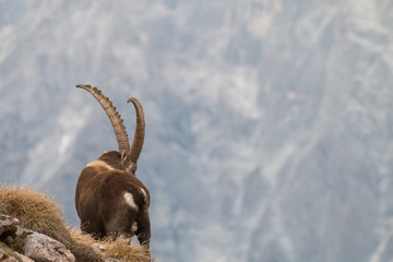 Caprocorn (Capra ibex)