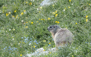 Alpine Marmot, (marmota marmota) | Alpen Murmeltier