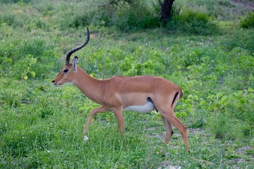 africa impala maschio