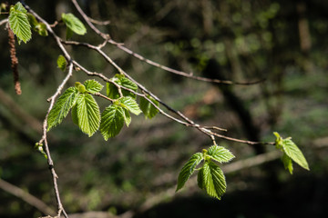 Jeunes feuilles de noisetier au printemps