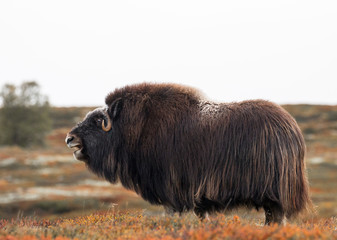 Musk ox, (Ovibos moschatus) | Moschusochse