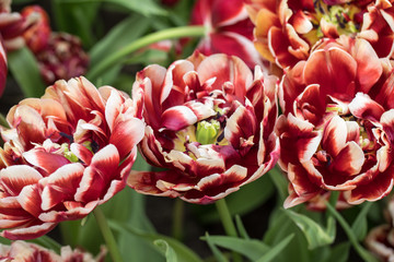 colorful botanical tulips flowers blooming in a garden
