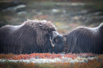 Musk ox, (Ovibos moschatus) | Moschusochse