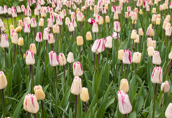 colorful tulips flowers blooming in a garden
