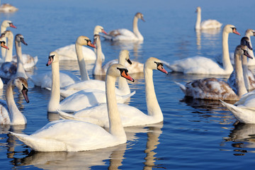 Obraz premium Beautiful swans (Cygnus olor) swim in blue water. Swans are reflected in the water, selective focus