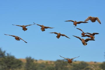 Flughühner (Pteroclidae) fliegen zur Wasseraufnahme zum Wasserloch in der Kalahari (Südafrika)