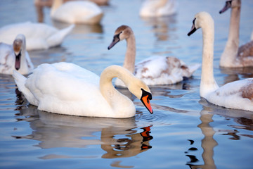 Beautiful swans (Cygnus olor) swim in blue water. Swans are reflected in the water, selective focus