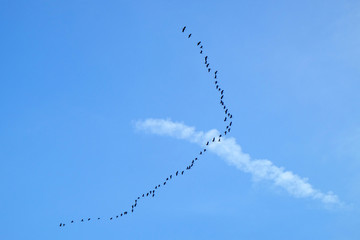 Group of birds flying over the blue sky in V-formation shape with background of a white cloud