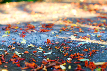 Obraz premium Fresh red pollen and petal falling on the ground