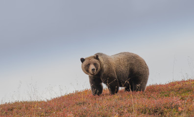 Grizzly Bear (Ursus arctos), Braunb&auml;r