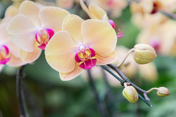 Fototapeta na wymiar Orchid flower in orchid garden at winter or spring day for beauty and agriculture concept design. Phalaenopsis orchid