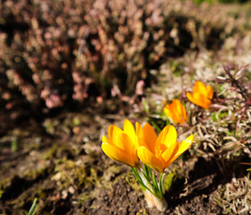Spring is coming. The first yellow crocuses in my garden on a sunny day