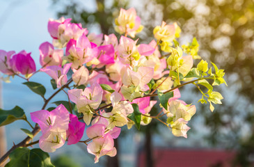 Obraz premium colorful bougainvillea flower&nbsp;(tropical flowers).Flower field beautiful in the gardening of background
