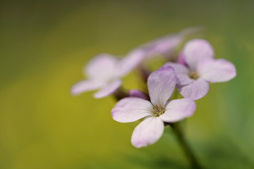 Lunaria rediviva, known as perennial honesty