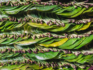 Naklejka na ściany i meble ฺBetel leaf in stack Asian herb Food and medicine