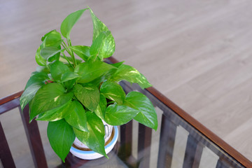 Golden pothos, as known as epipremnum aureum or Australian native monstera or centipede tongavine...