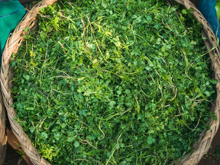 Coriander in Basket Top view fresh vegetable in market Cooking Ingredient