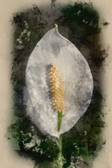 Watercolour painting of white calla lily flower