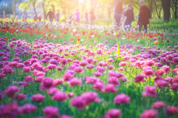 Blooming pink tulips, spring flowers in the garden. Beautiful flowers as floral natural backdrop.