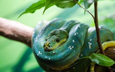 green python curled on a tree