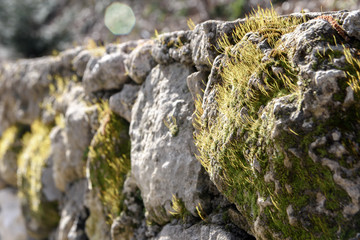 Stone walls are the fence of an old abandoned farm. The stones are covered with green moss. 