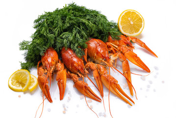 Red boiled crayfish on the white background. Copy space, card