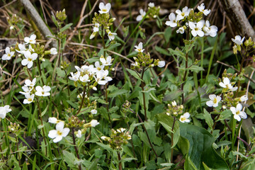 White small spring flowers