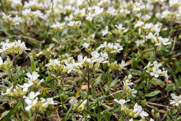 White small spring flowers