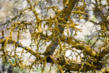 Green and yellow moss and lichen on branches of a tree in the forest