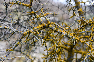 Green and yellow moss and lichen on branches of a tree in the forest