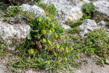 yellow flowers grow from the rock