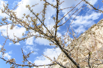 flowering tree against the sky and mountains