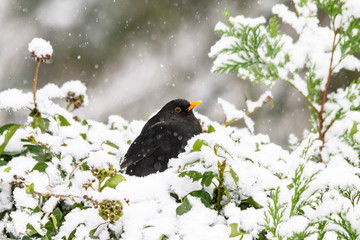 Amselmännchen sitzt im Schnee hell