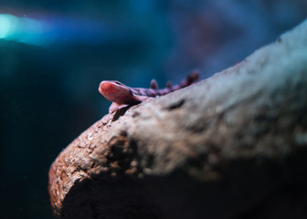 salamander on a branch underwater