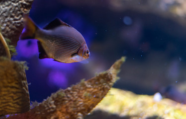 tropical fish in an aquarium