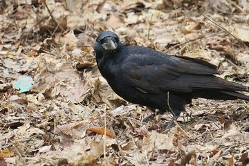 Black european crow,  closeup