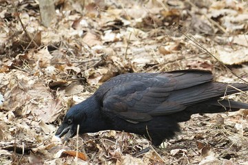 Black european crow, closeup