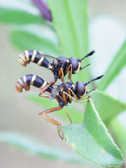 Conops quadrifasciatus, the yellow-banded conops