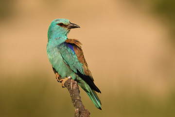 European roller