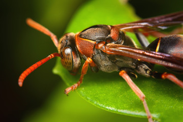 Close up of red wasp outdoors on leaf