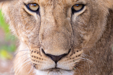 The face of a lioness in close-up