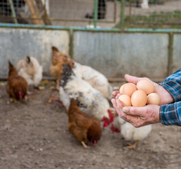 Farmer holding fresh organic eggs