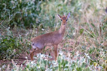 Some antelopes in the grass landscape of Kenya