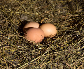 Fresh organic eggs