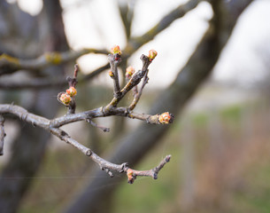 Quince tree twigs with first  buds