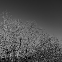 Dead dry bush black and white image